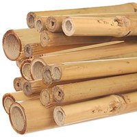 Bamboo poles 12 ft. long x 1-1/4 in. (Package of 25) - Mitzvahland.com All your Judaica Needs!
