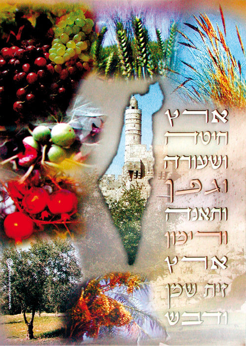 Laminated Poster - Shivat Haminim
