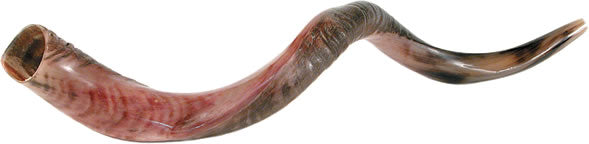 Yemenite Shofar