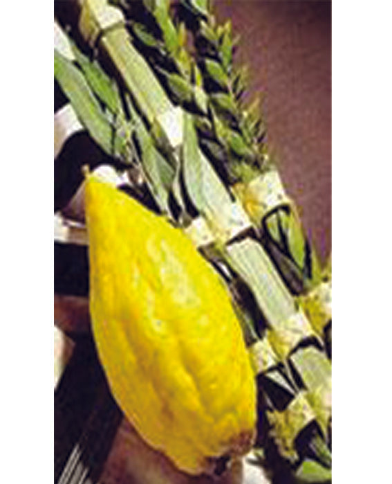 Lulav and Etrog
