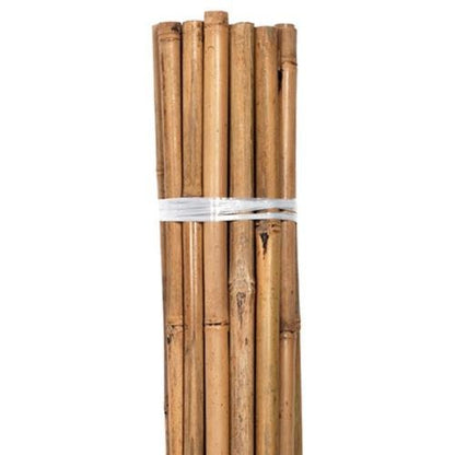 Bamboo poles 12 ft. long x 1-1/4 in. (Package of 25) Mitzvahland.com Bamboo poles 12 ft. long x 1-1/4 in. (Package of 25) Mitzvahland.com
