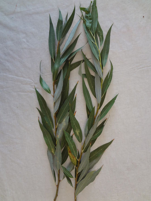 Extra Aravot willows Branches for Sukkot - 2 pieces in a pack