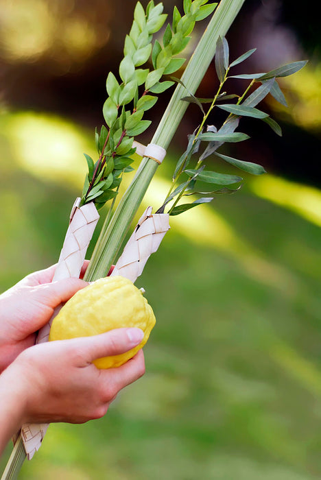 Lulav and Etrog Israeli